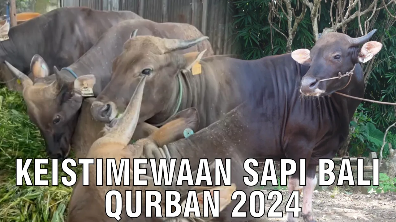 
                                 Keistimewaan-Sapi-Bali-Qurban-2024